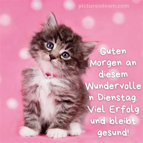 bild guten morgen dienstag